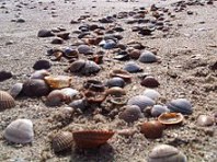 220px-Shells_on_a_beach_in_Holland.jpg
